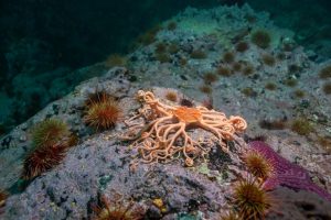 Programa de Investigación Pesquera UACh publicó 3er informe de monitoreo Área Marina Protegida en Aysén