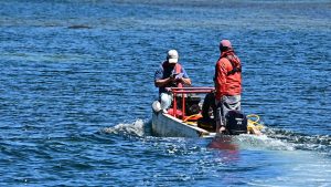 Programa de Investigación Pesquera de la UACh e IFOP realizaron nuevo monitoreo a estaciones de erizos y almejas en Aysén