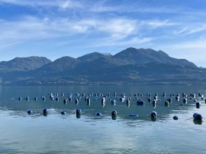 Policy Brief entrega recomendaciones para abordar la interacción pesca-acuicultura en la nueva legislación pesquera acuícola